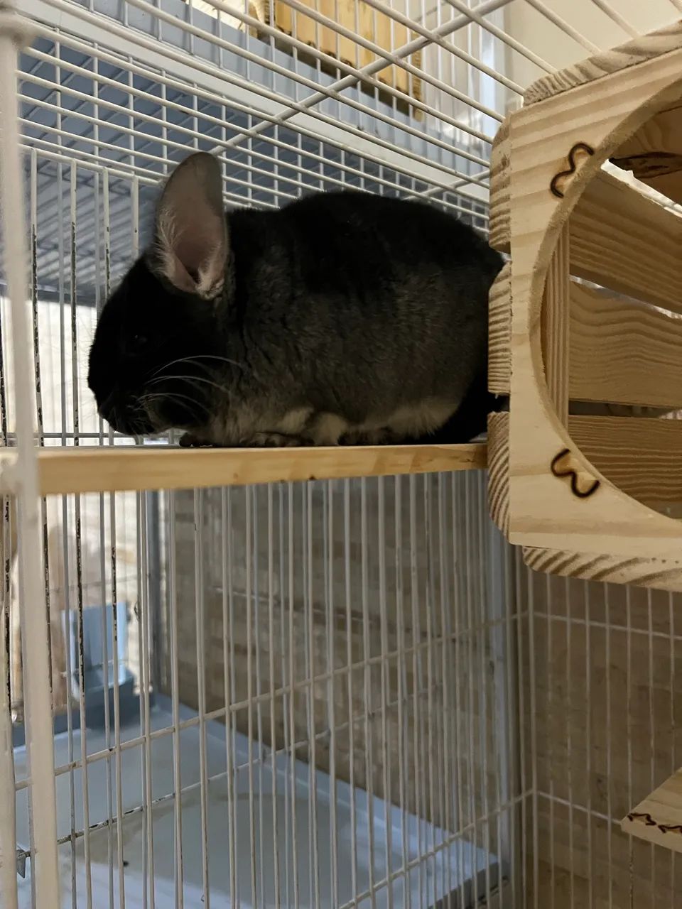 Chinchila Black Velvet Macho 