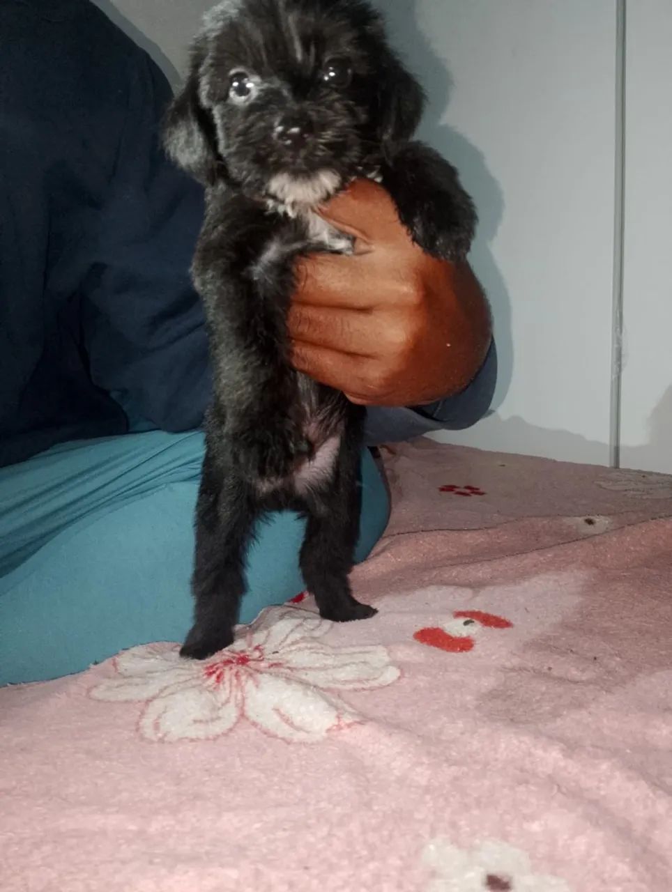 Cachorro  - Foto 4