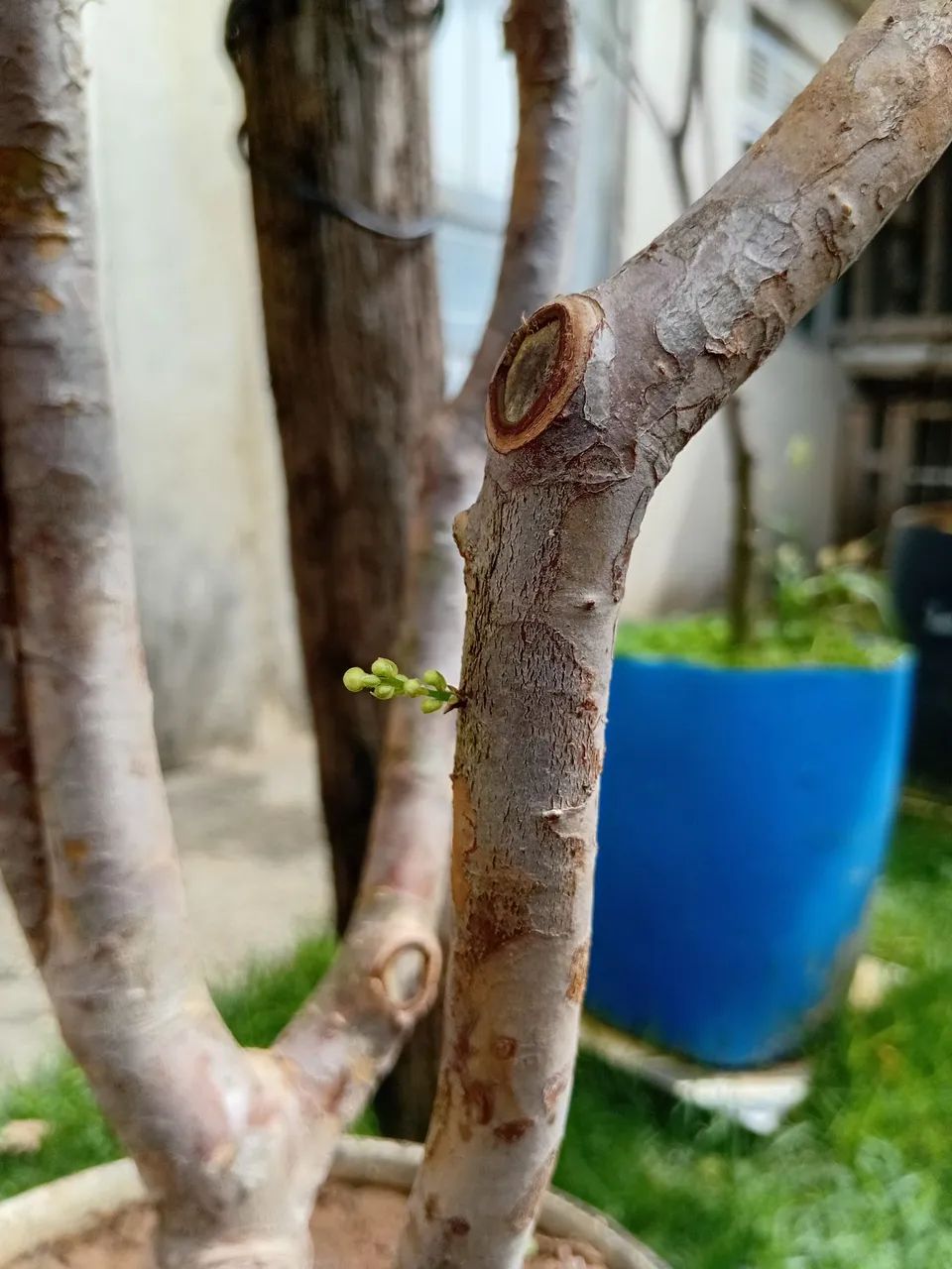 Jabuticaba sabara  - Foto 4