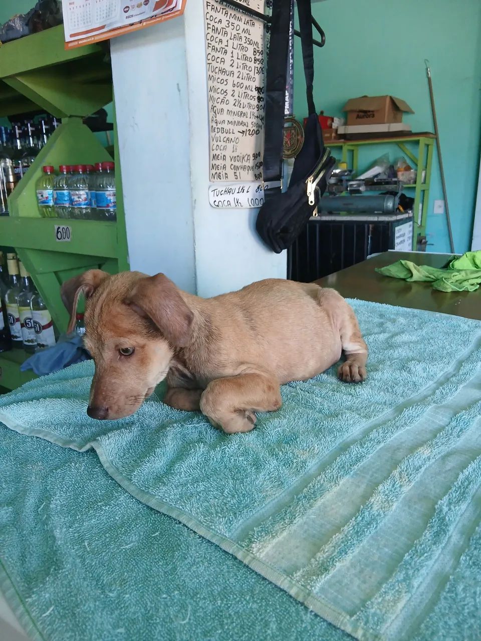 Doação de cachorro  - Foto 4