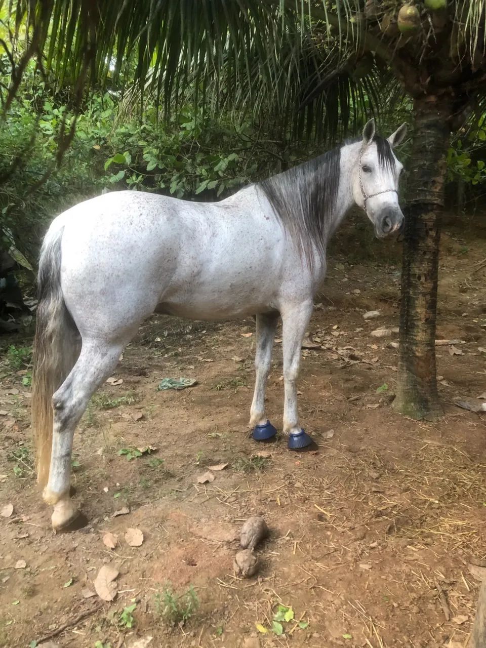Cavalo baixeiro  - Foto 4