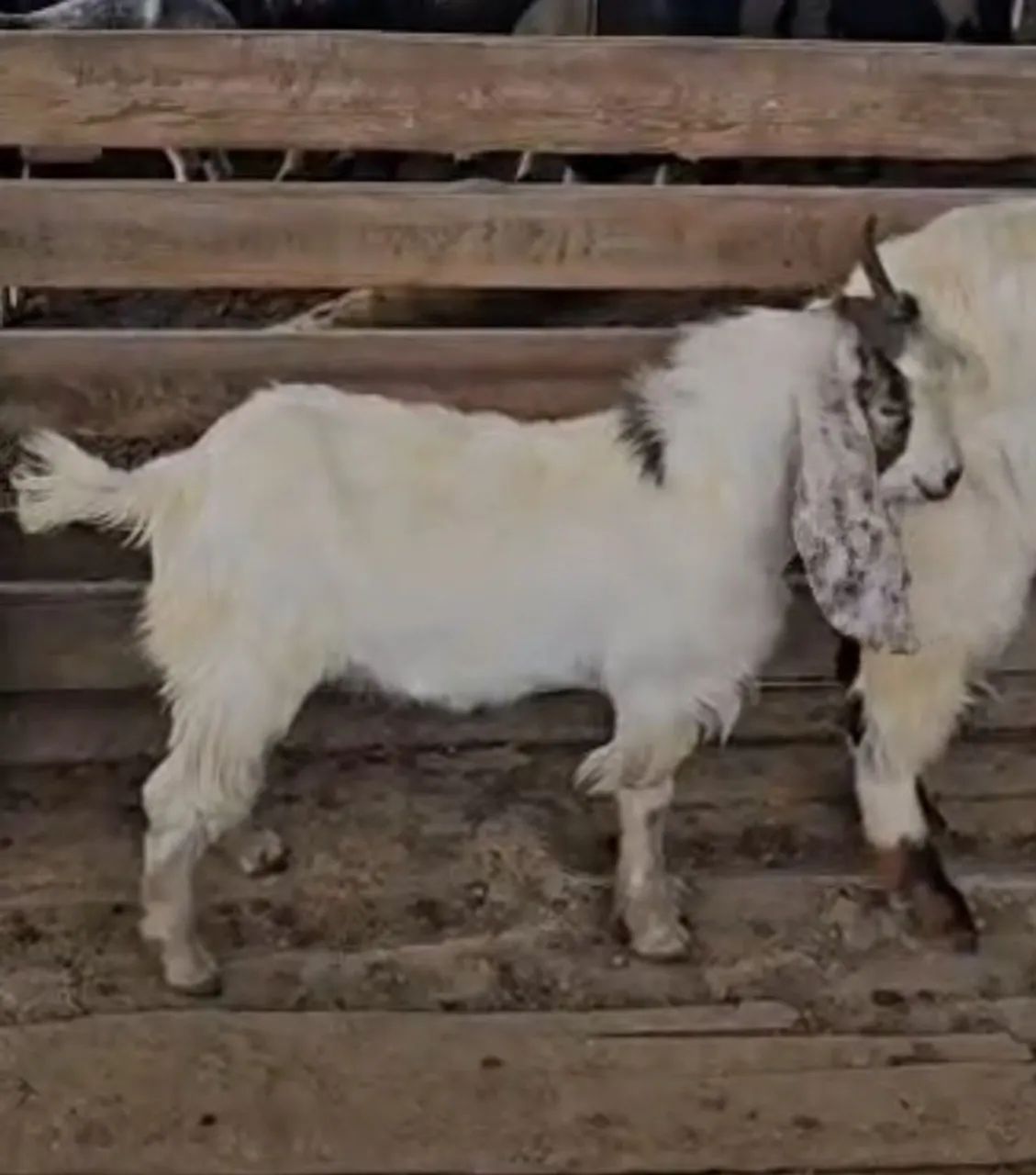 cabrito 