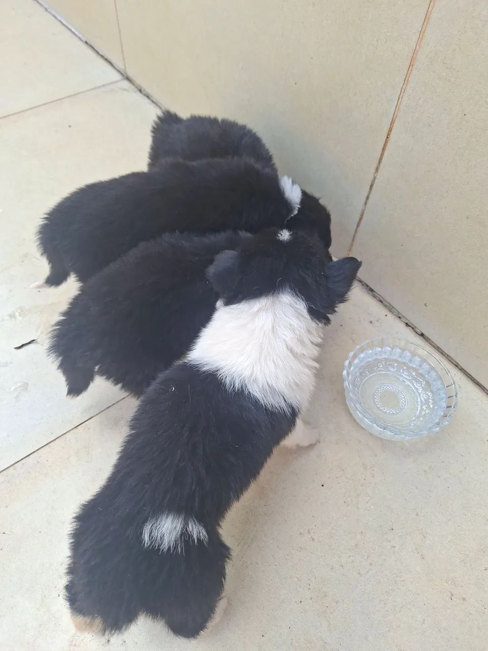 Border collie macho - Foto 2