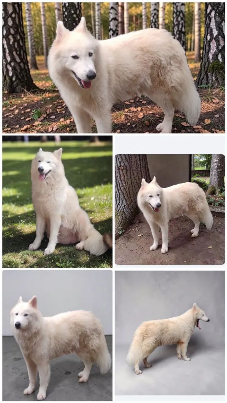 Husky siberiano wolly 