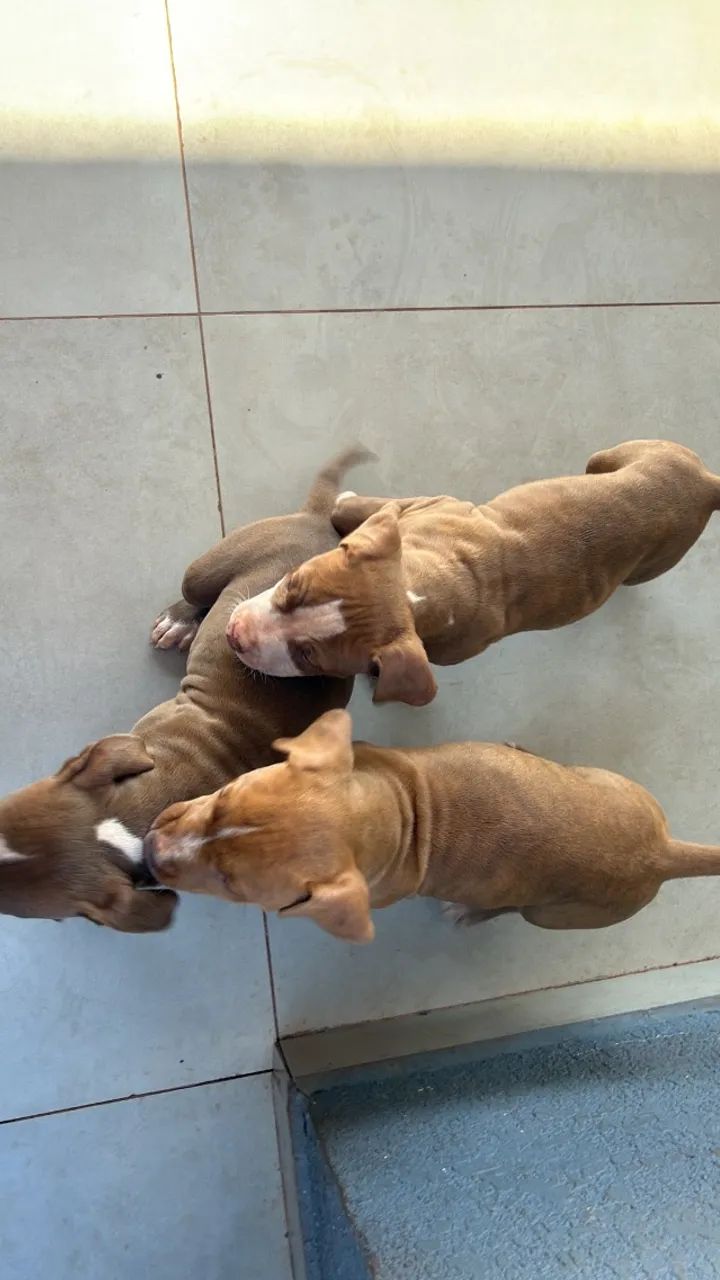 Cachorro - Foto 4