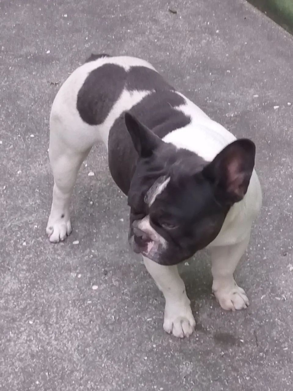 Bulldog frances - Foto 3
