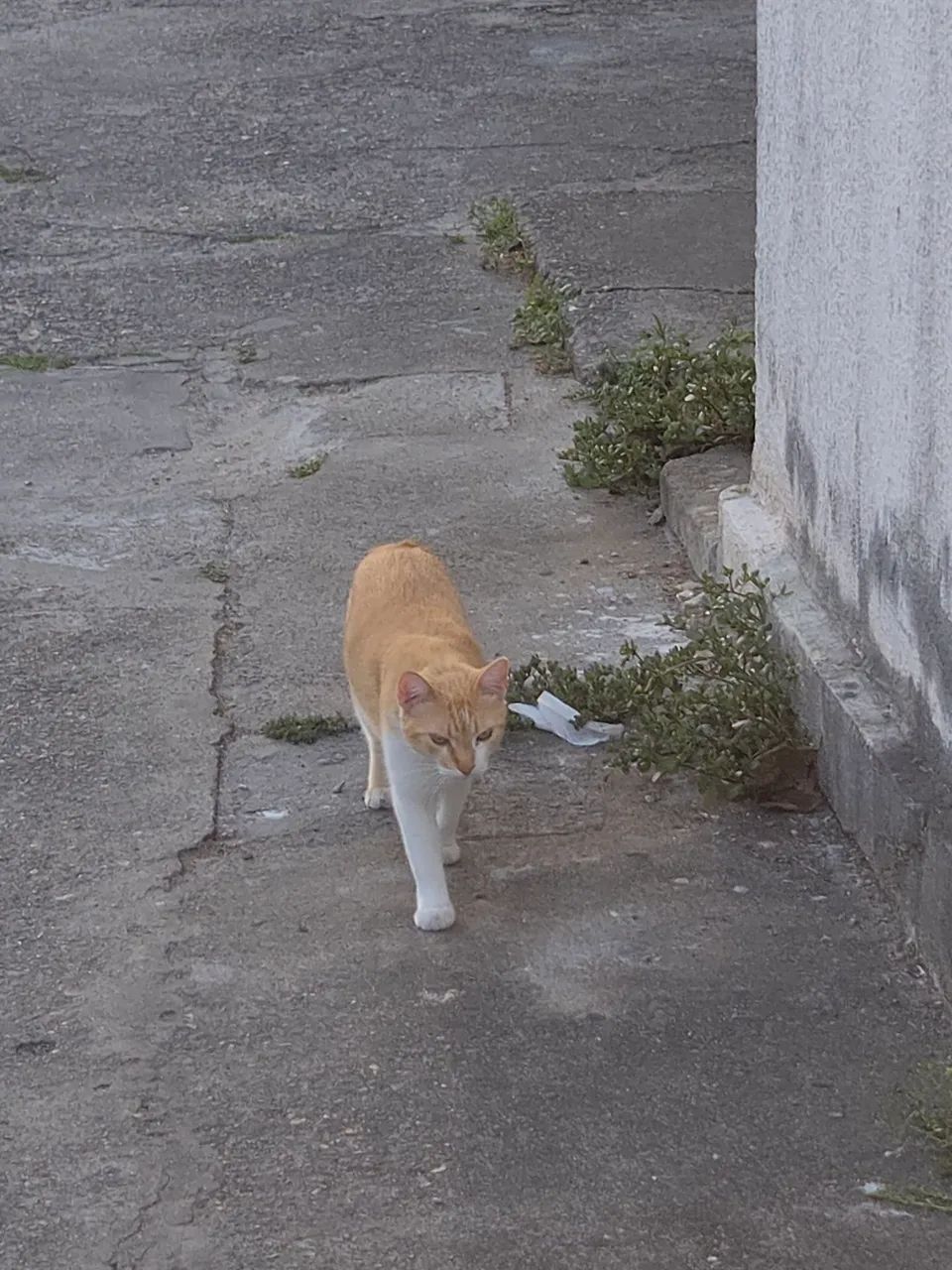 Dou em doação gata amarelo castrada  - Foto 4