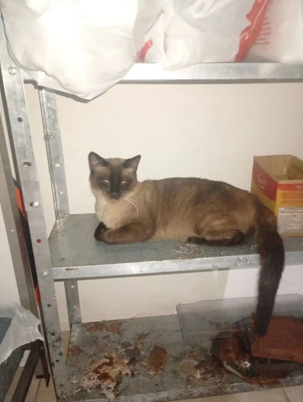 Doação responsável de gatos - Foto 5