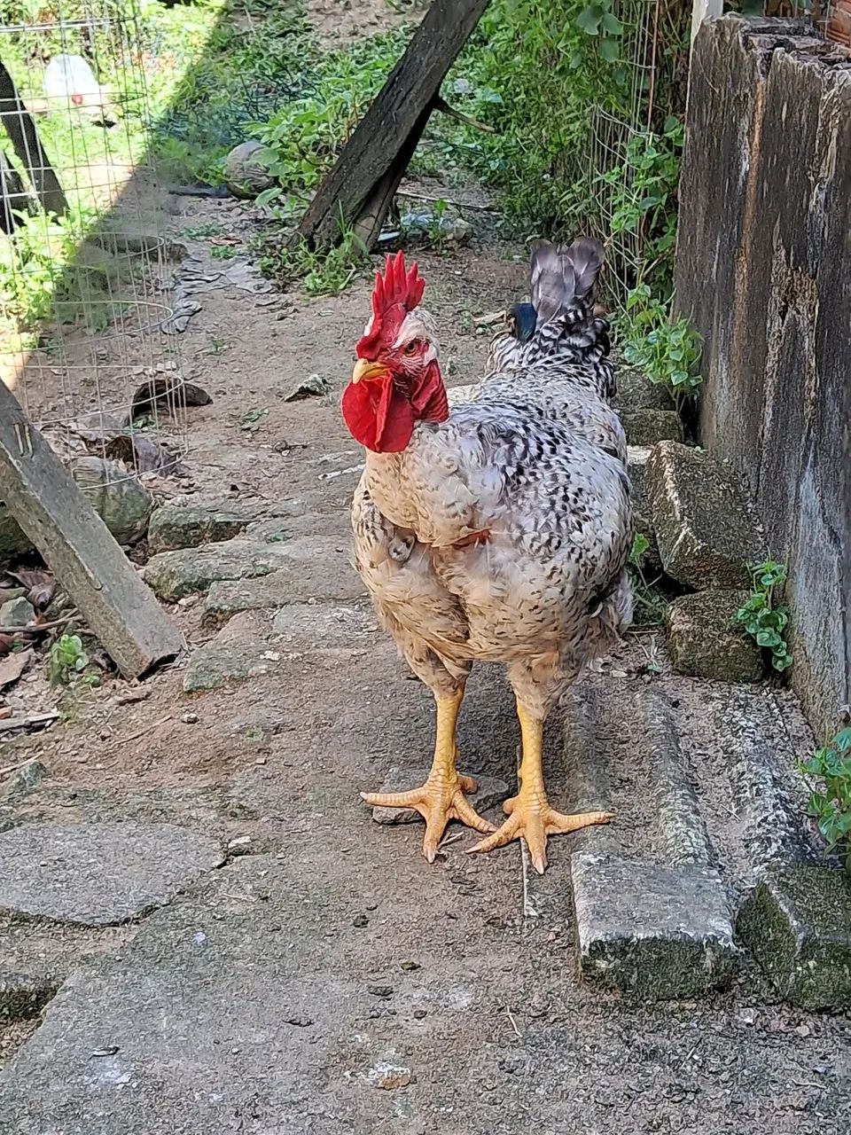 Vendo esse frango polaco 150