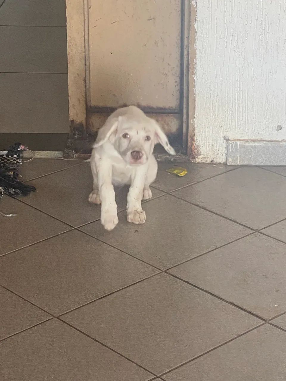 Doação de cachorra fêmea tem 2 meses mestiça  - Foto 2