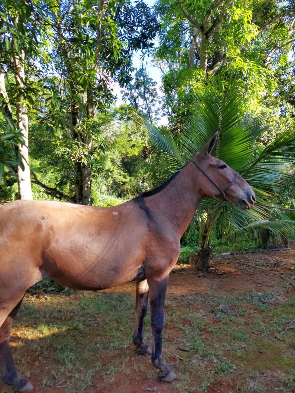 Mula de patrão  - Foto 2