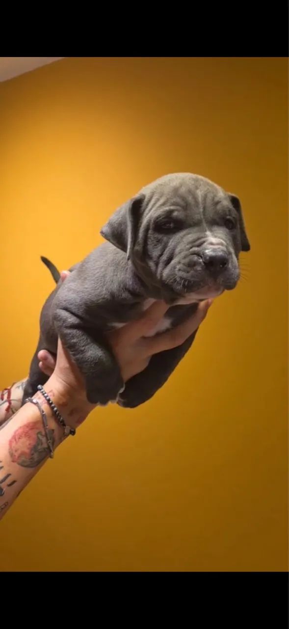 American Bully  - Foto 2