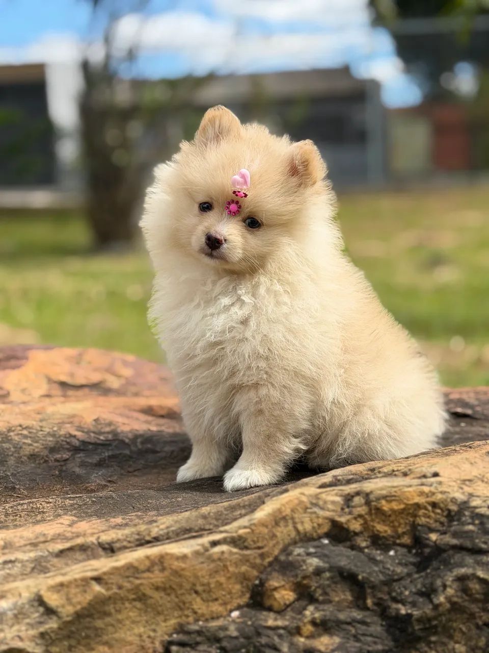 Lulu fêmea creme pedigree opcional 