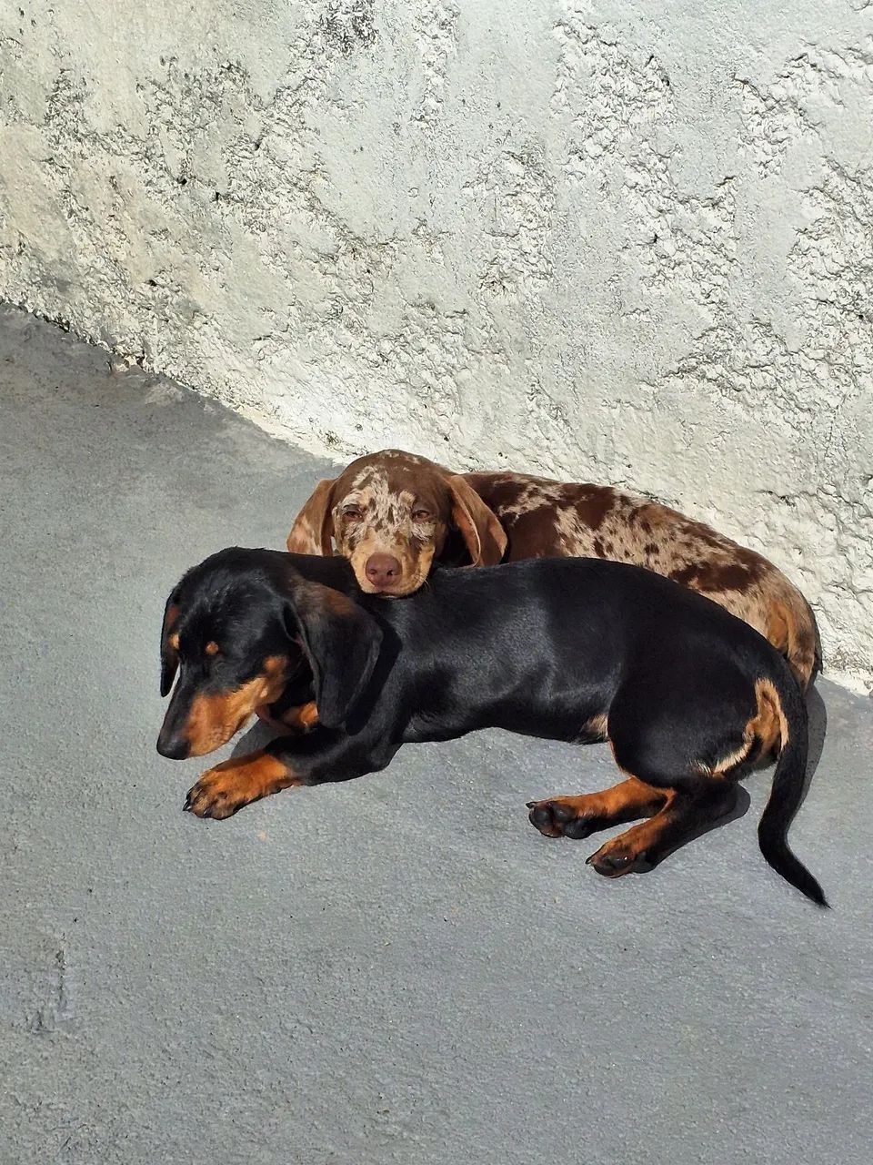 Casal de Daschund  - Foto 2