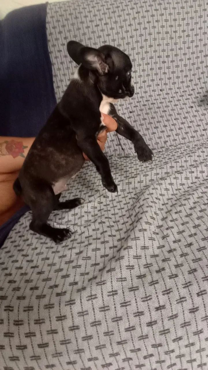 Bulldog francês  - Foto 2