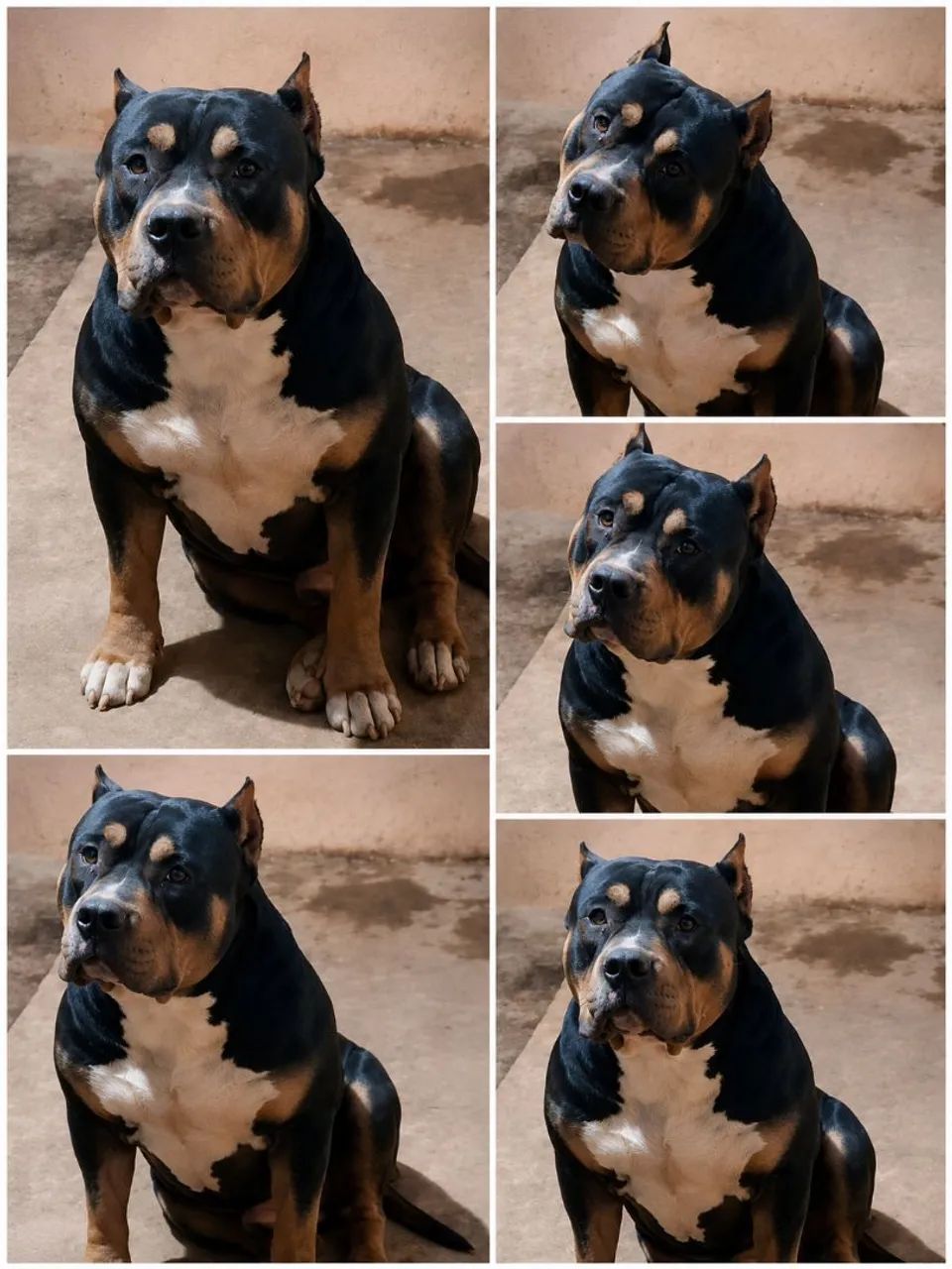Última monster - Foto 4