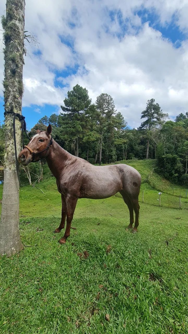 LINDA ÉGUA QUARTO DE MILHA ? - Foto 4