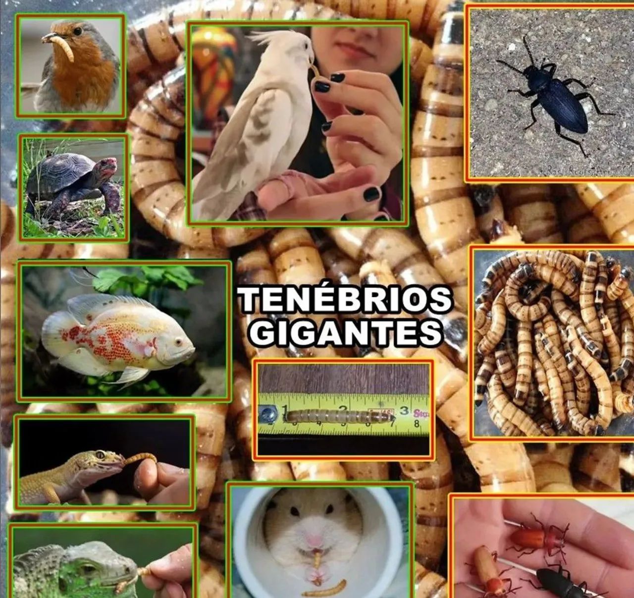 TTENEBRI0 GiganTE - Foto 4