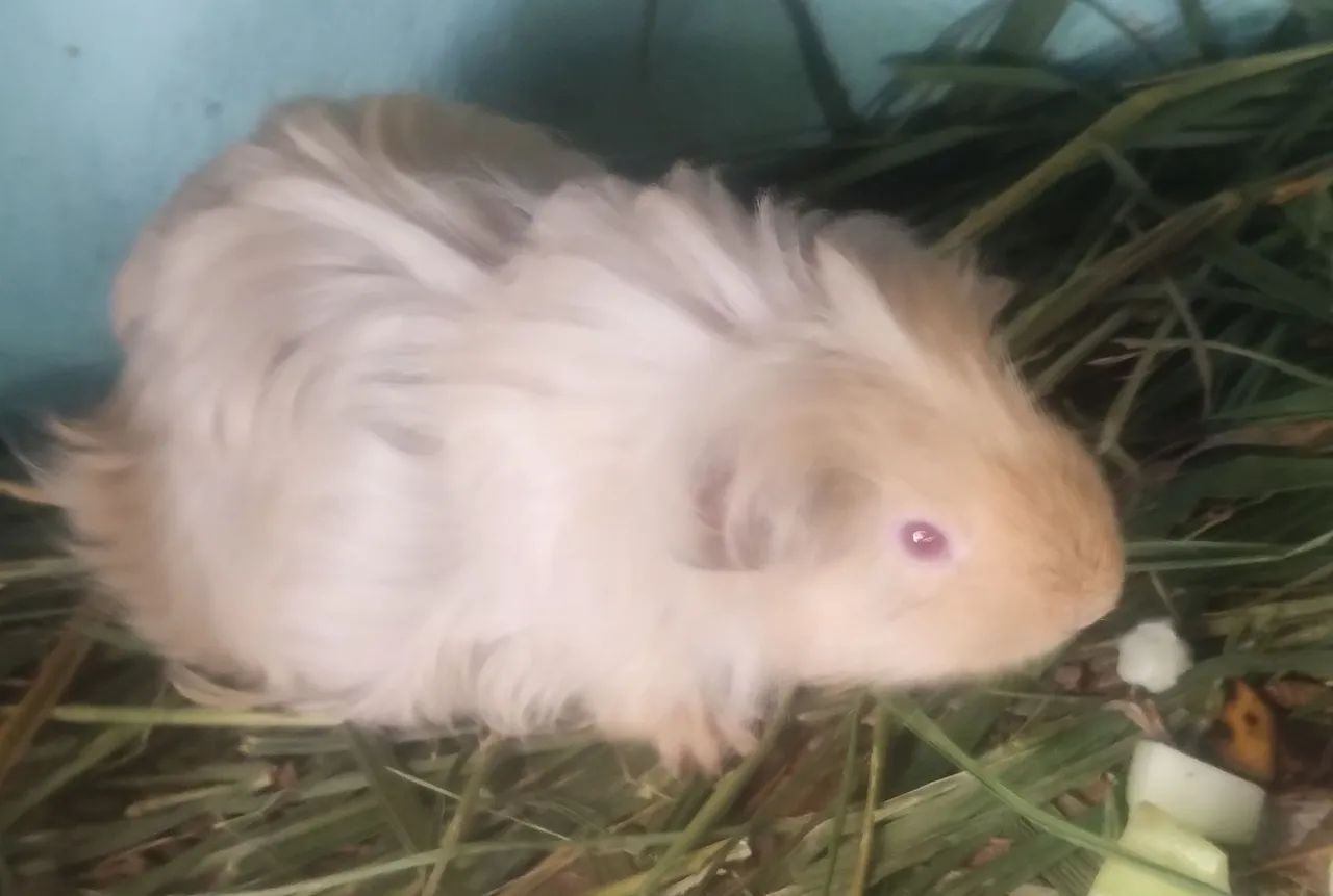 Porquinho da Índia pelo longo  - Foto 5