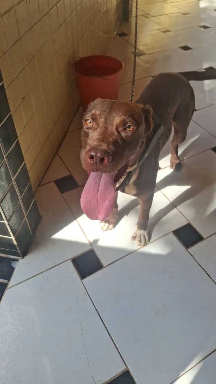 Vendo cachorro. - Foto 2