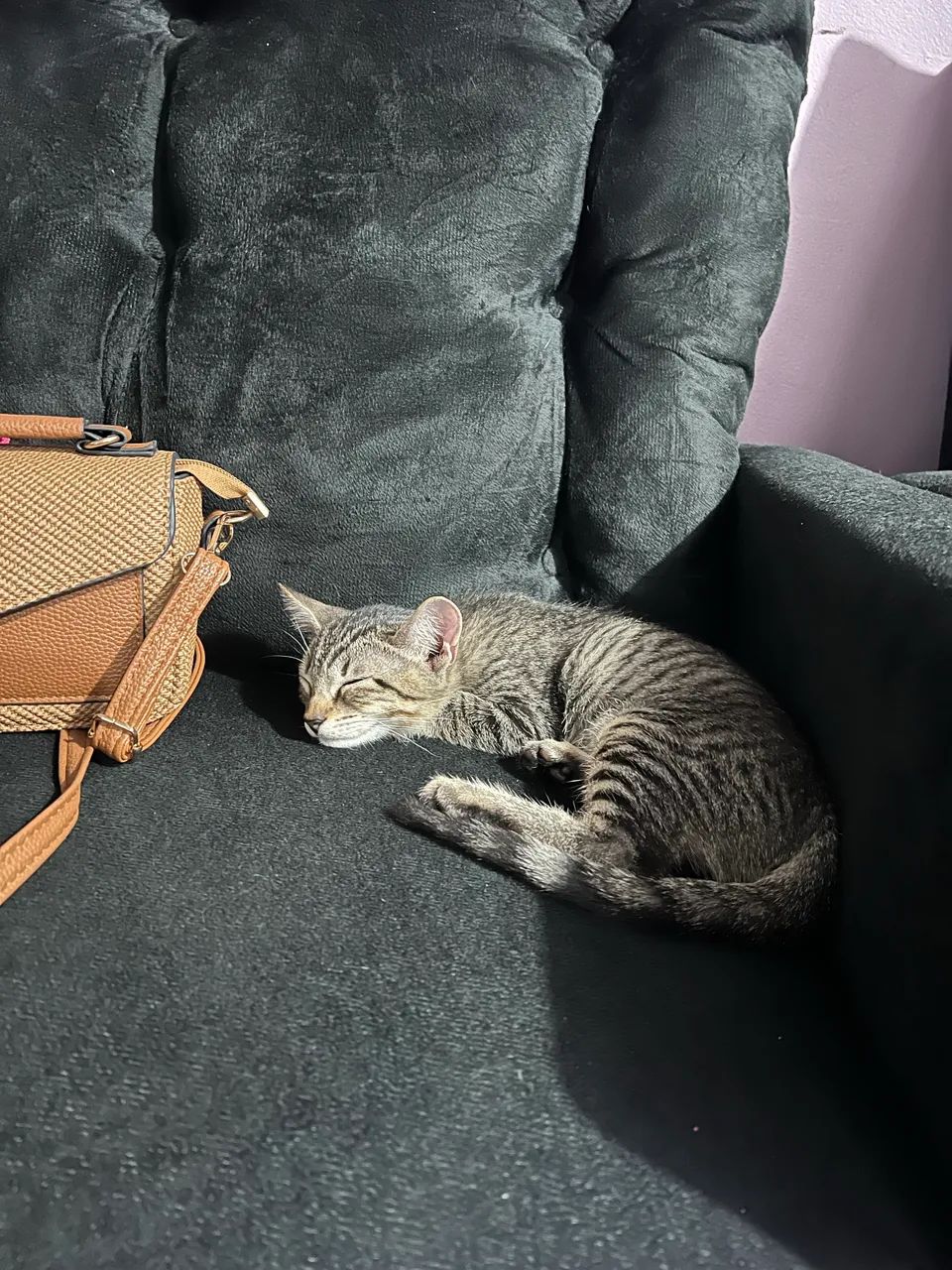 Gato 