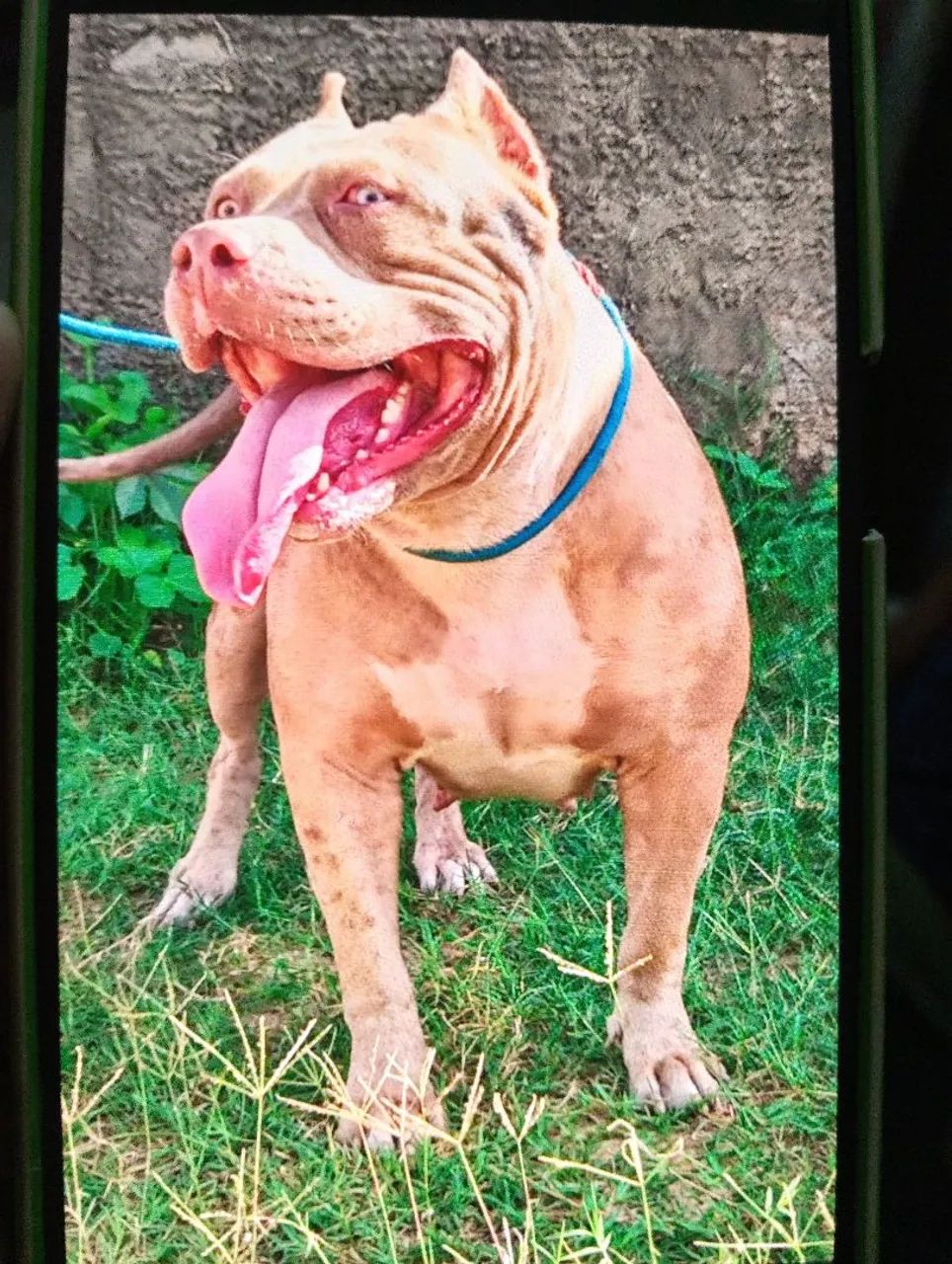 Pit Monster com pedigree - Foto 2