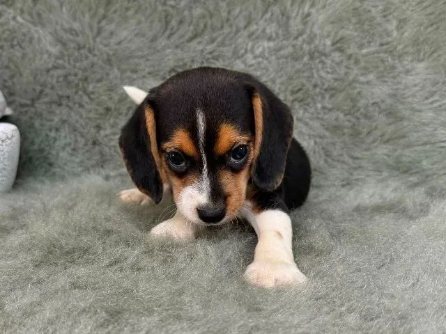 Beagle lindo filhote 