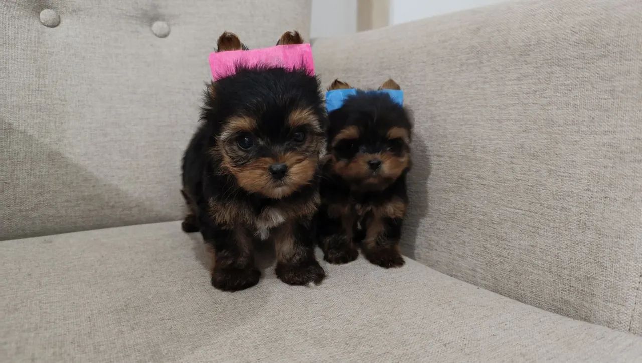 Yorkshire terrier pedigree CBKC  - Foto 2