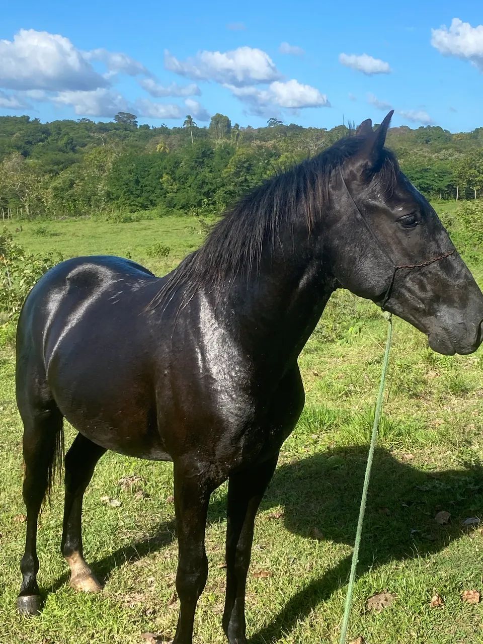 Potro com 2 anos e 2 meses pra vender ou trocar - Foto 2