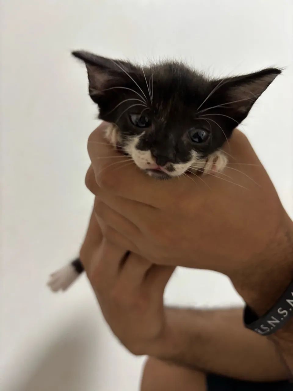 ADOÇÃO RESPONSÁVEL - Foto 4