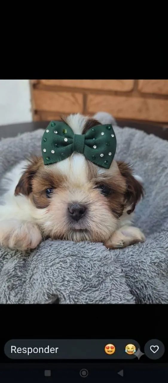 Shihtzu macho  - Foto 2