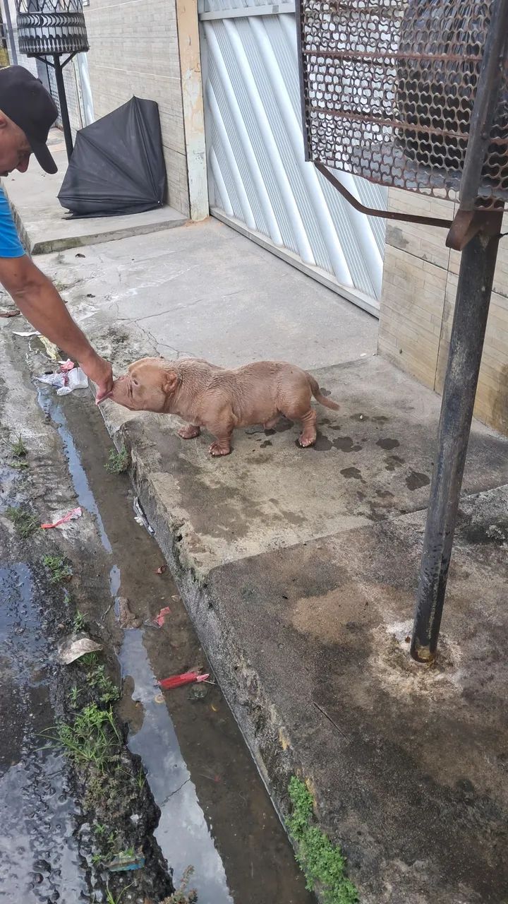 Exotic Bully  - Foto 2
