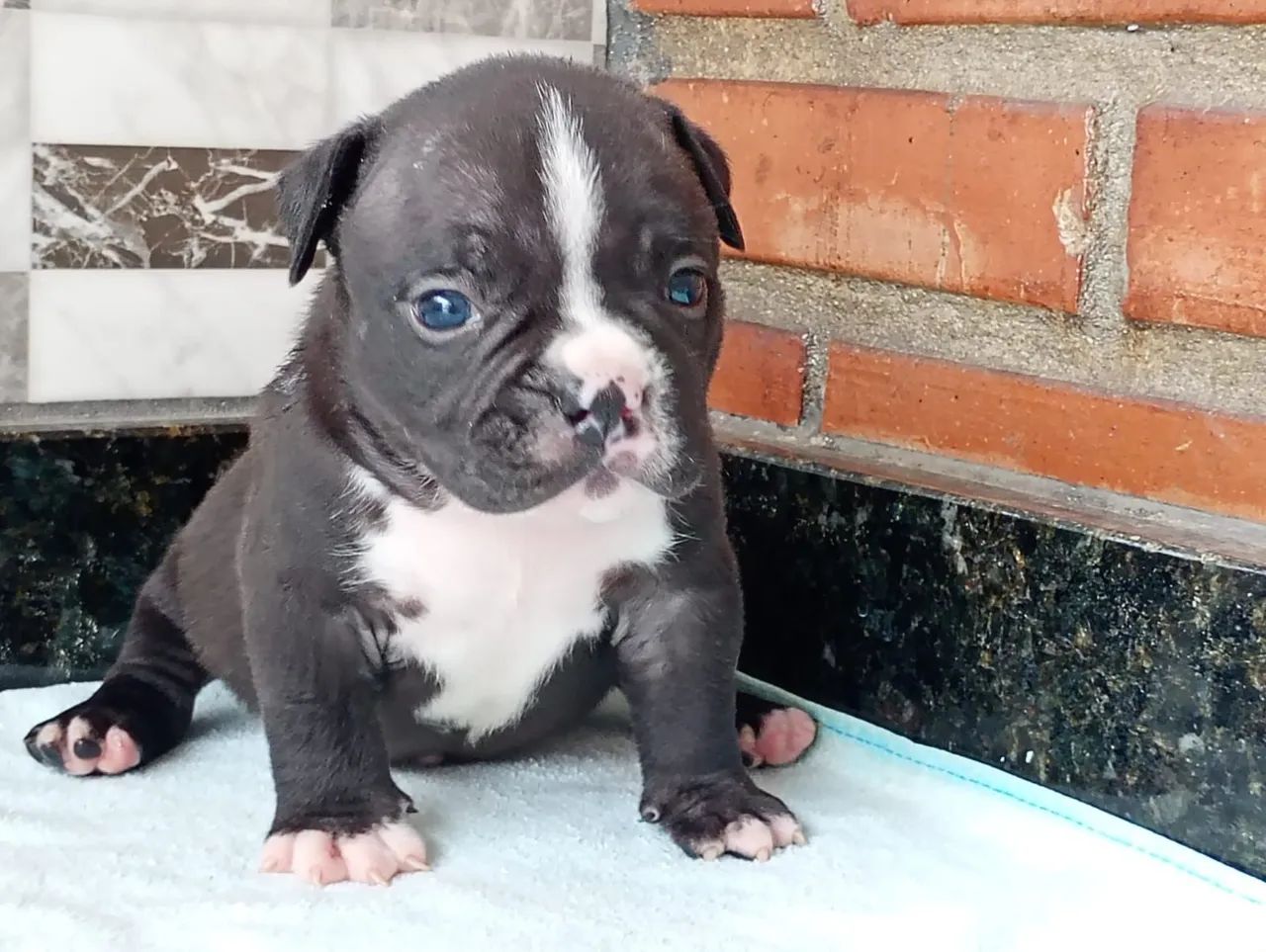 American bully filhotes com Pedigree  - Foto 3