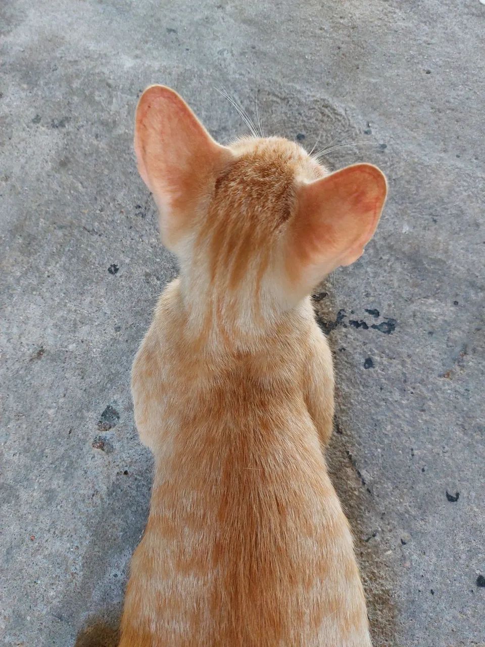 Amoroso gatinho amarelo dos olhos amarelos. - Foto 4