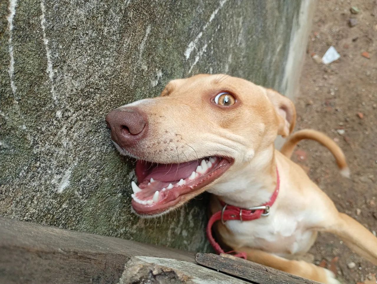 Doação 