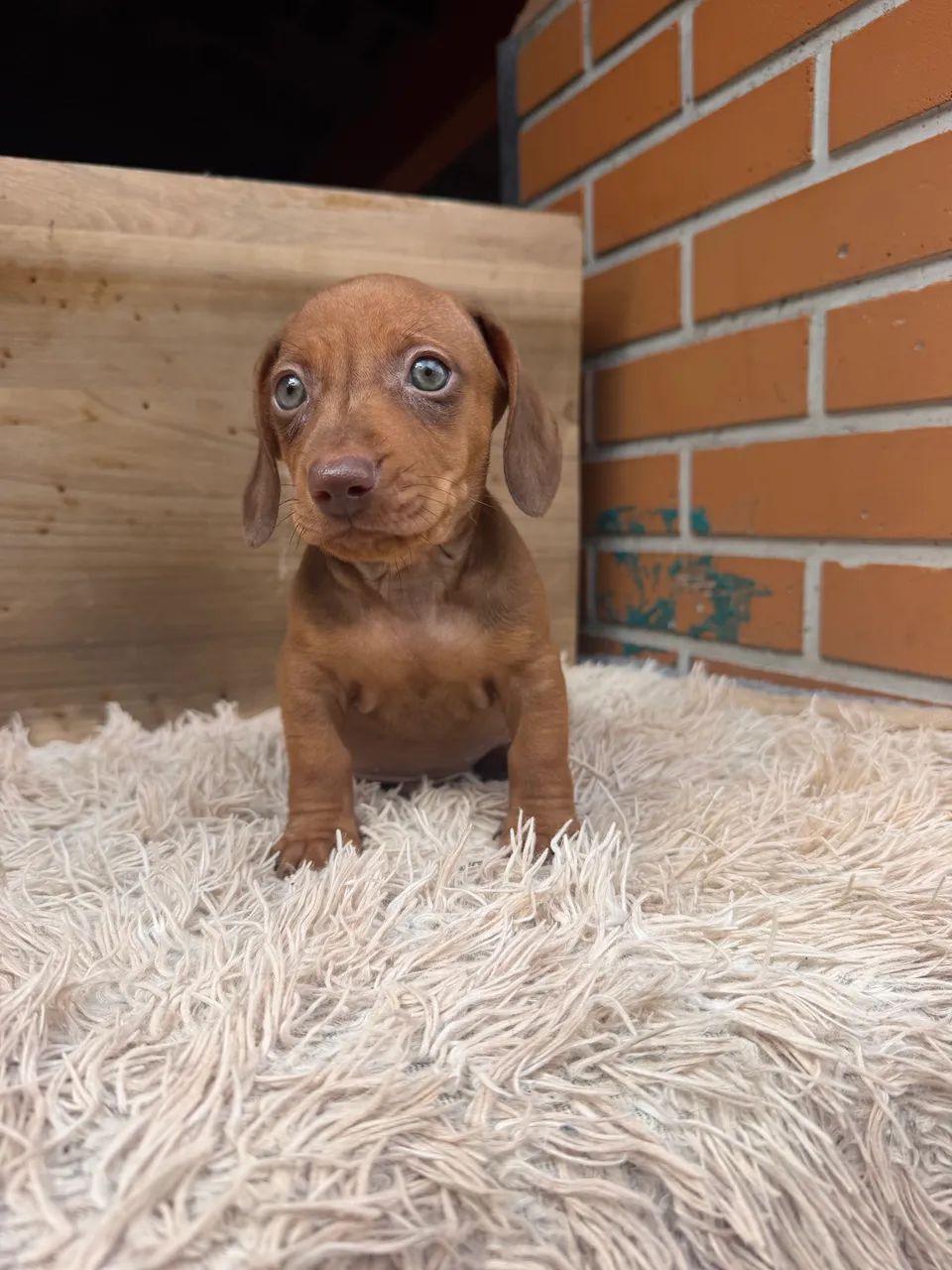 Dachshund macho 