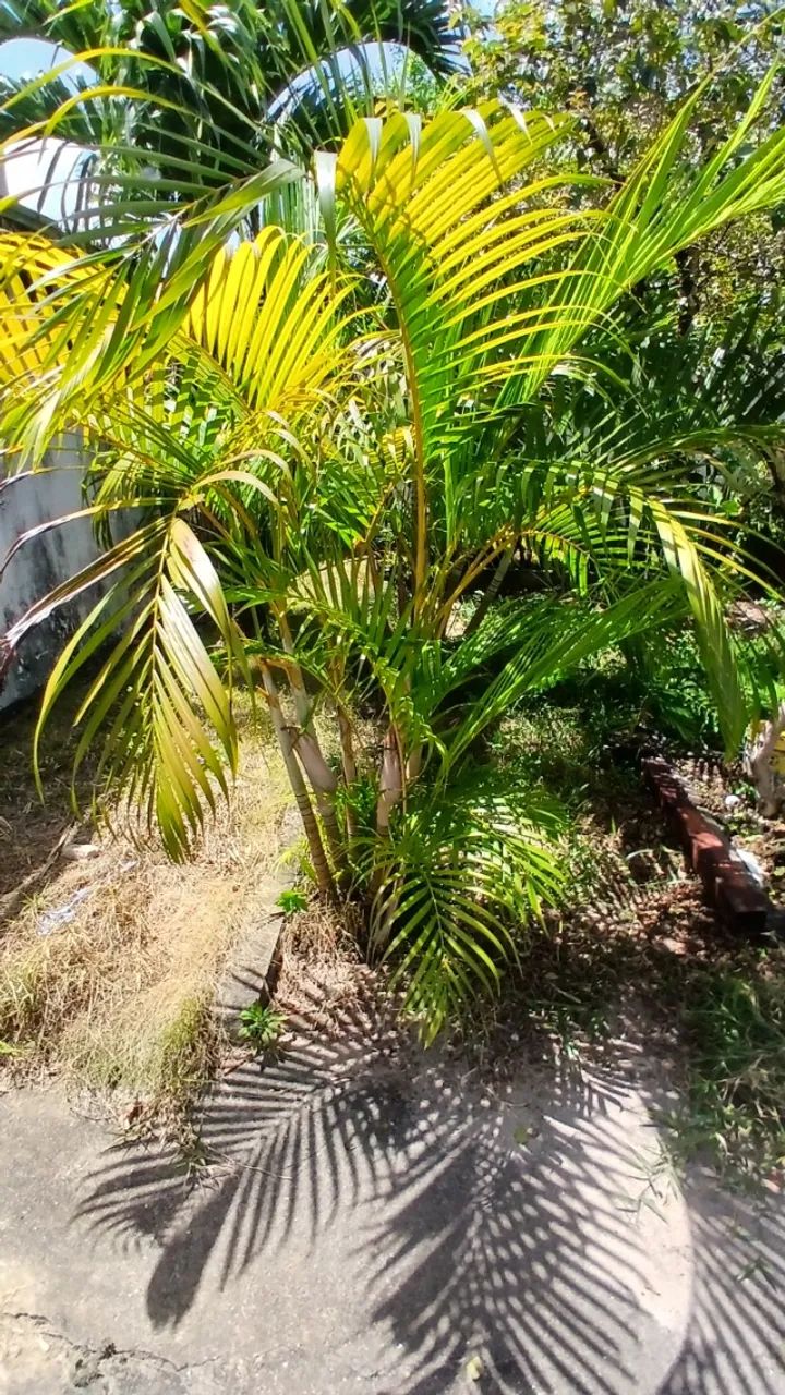 Palmeira areca - Foto 3