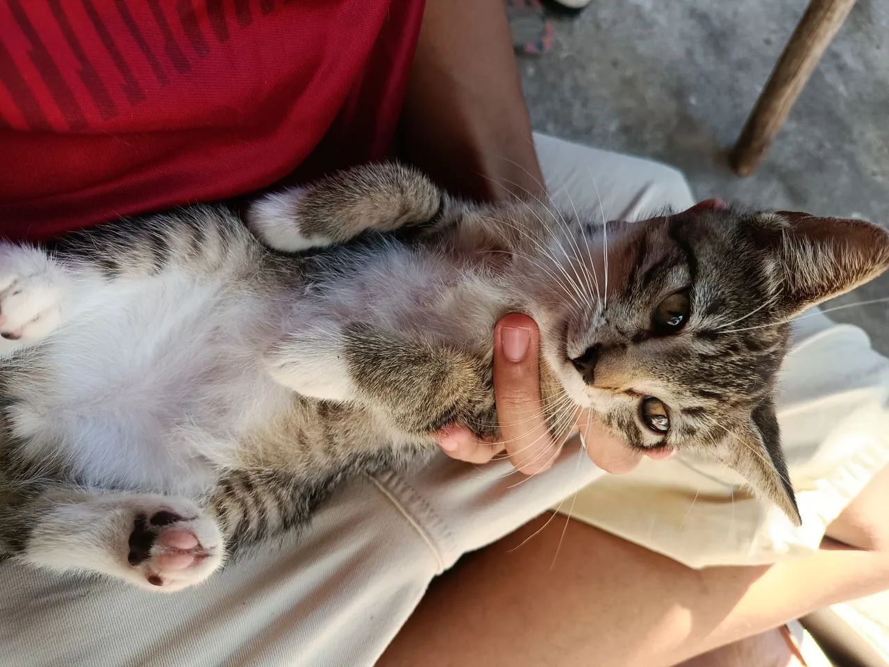 Adota-se Gatinhas - Foto 2