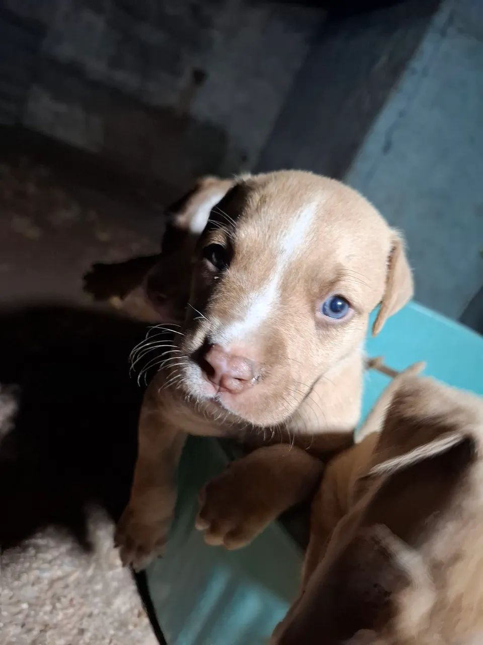 Cachorro - Foto 2