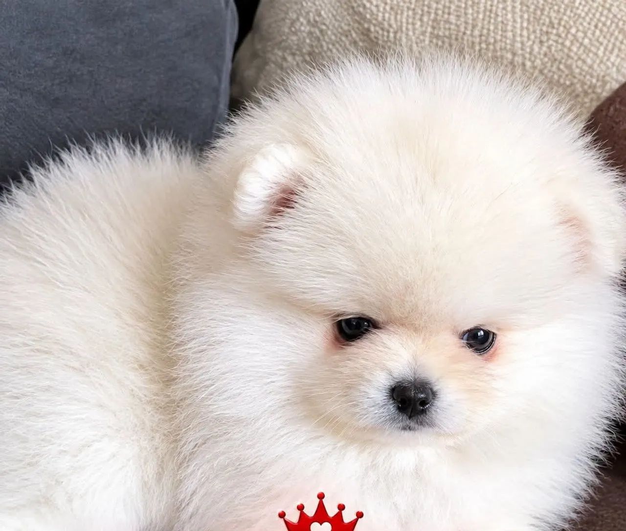 Spitz alemão  - Foto 3