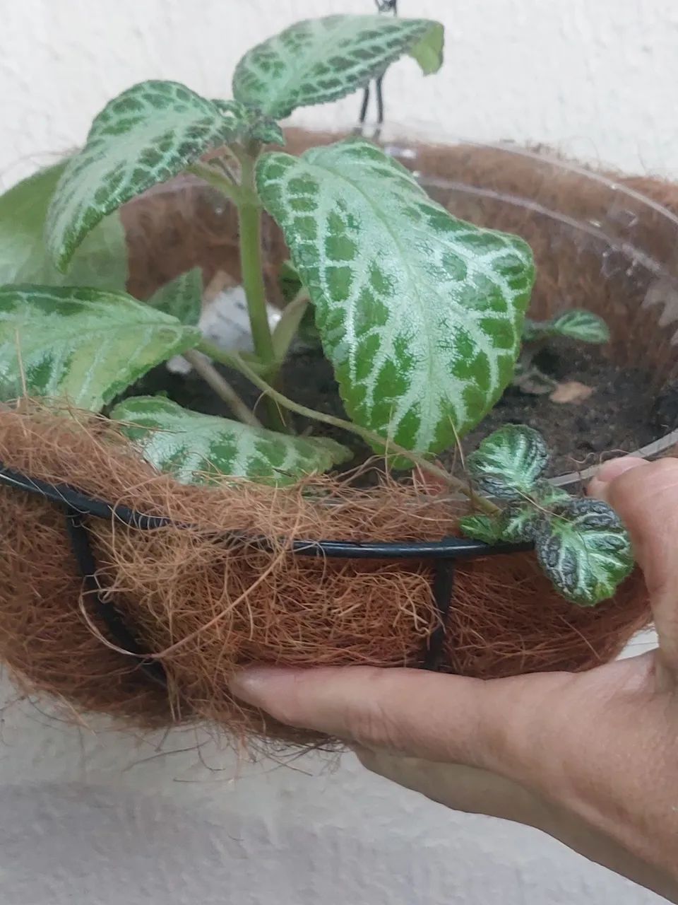 Plantas - Foto 3