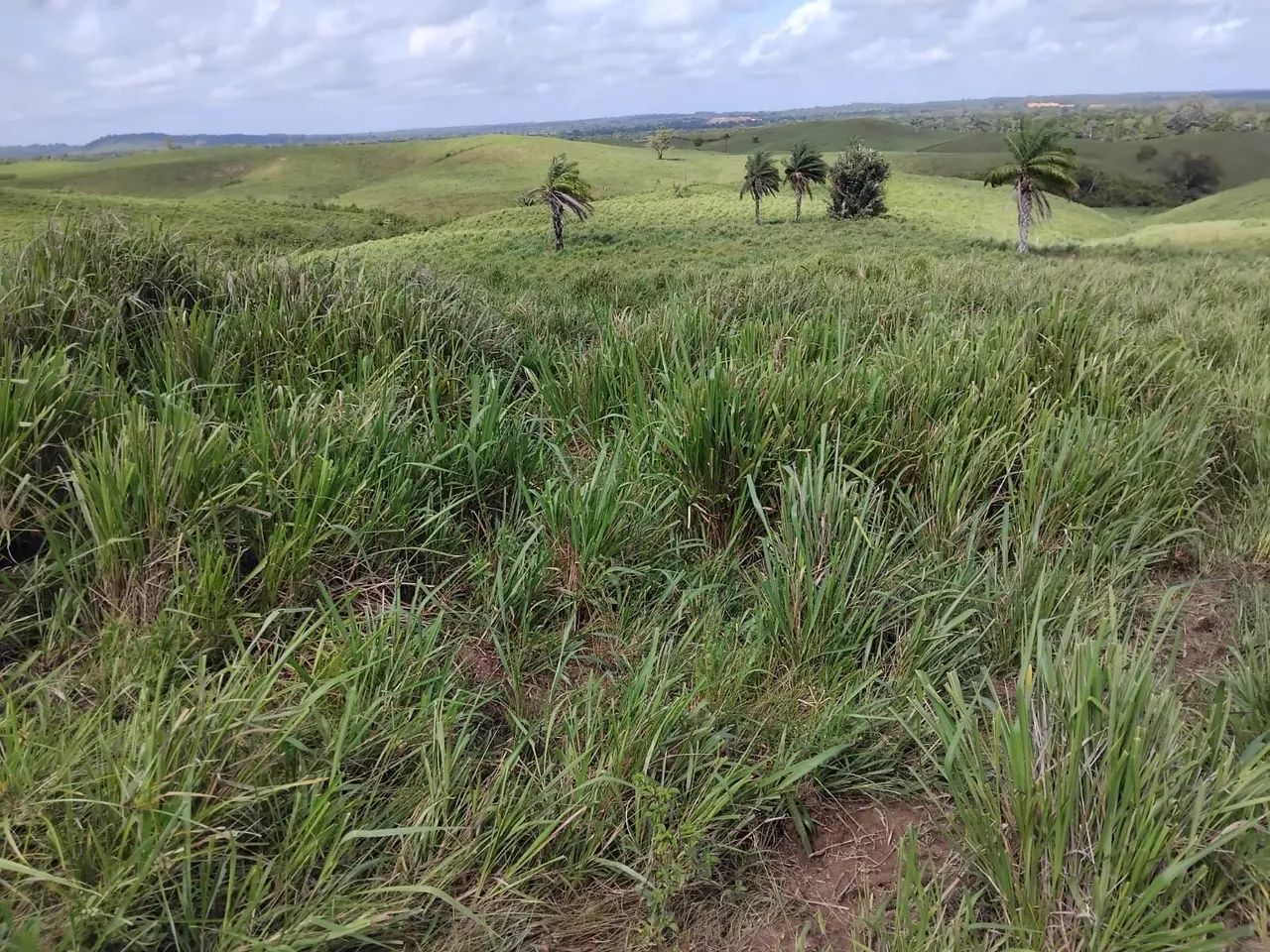 Fazenda - Foto 4