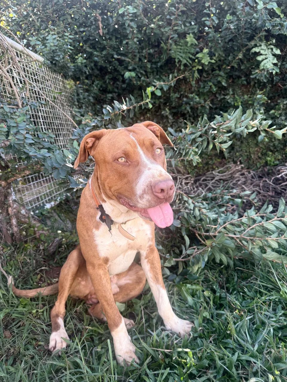 Doando pit bull, macho, castrado  - Foto 2