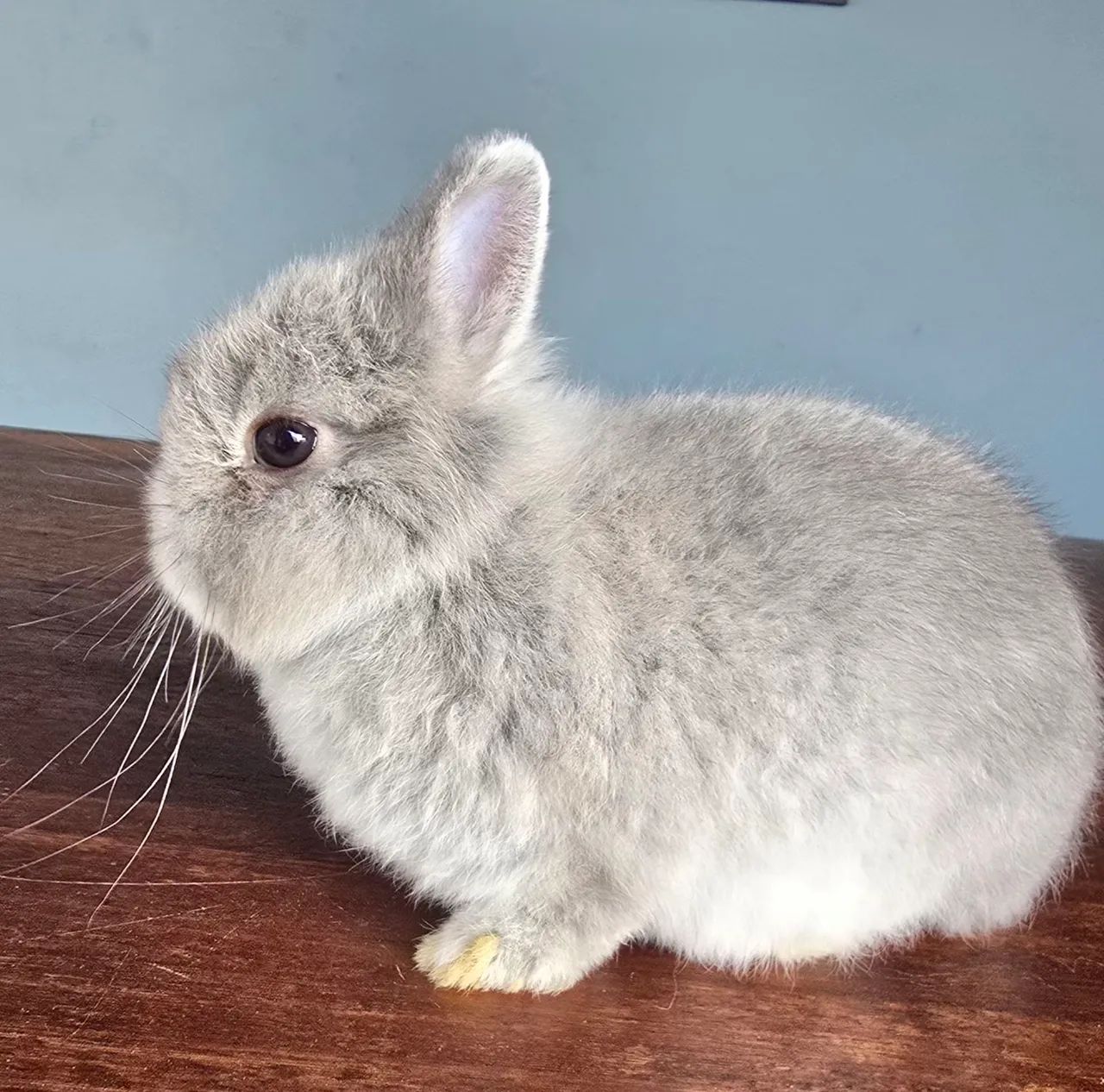 Netherland dwarf mini coelho