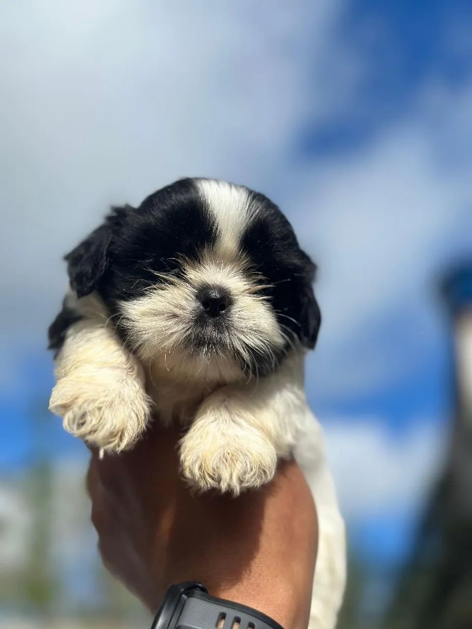 Shih Tzu - FILHOTES - Foto 4