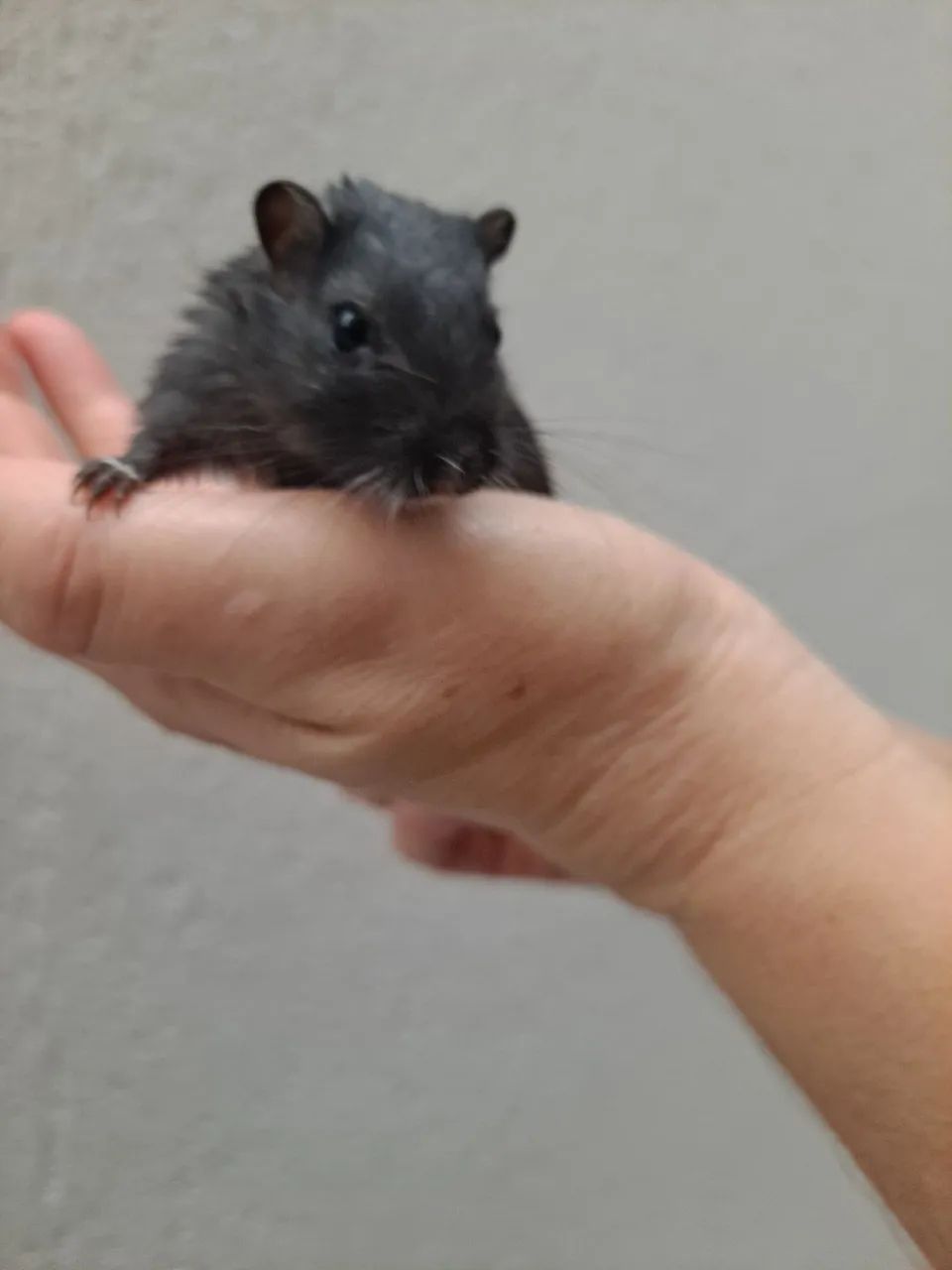 Esquilo da Mongolia Gerbil Slate - Foto 2