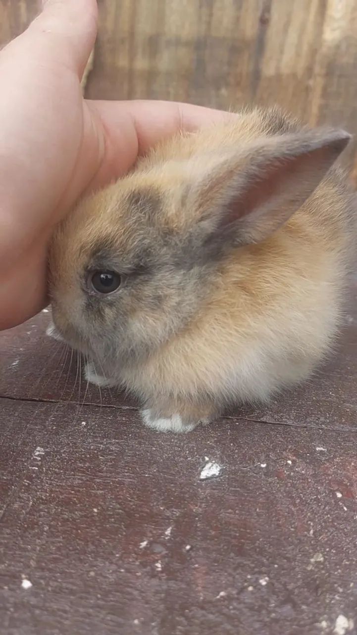 Filhotes de Mini Coelho Arlequim disponíveis para REServa - Foto 3