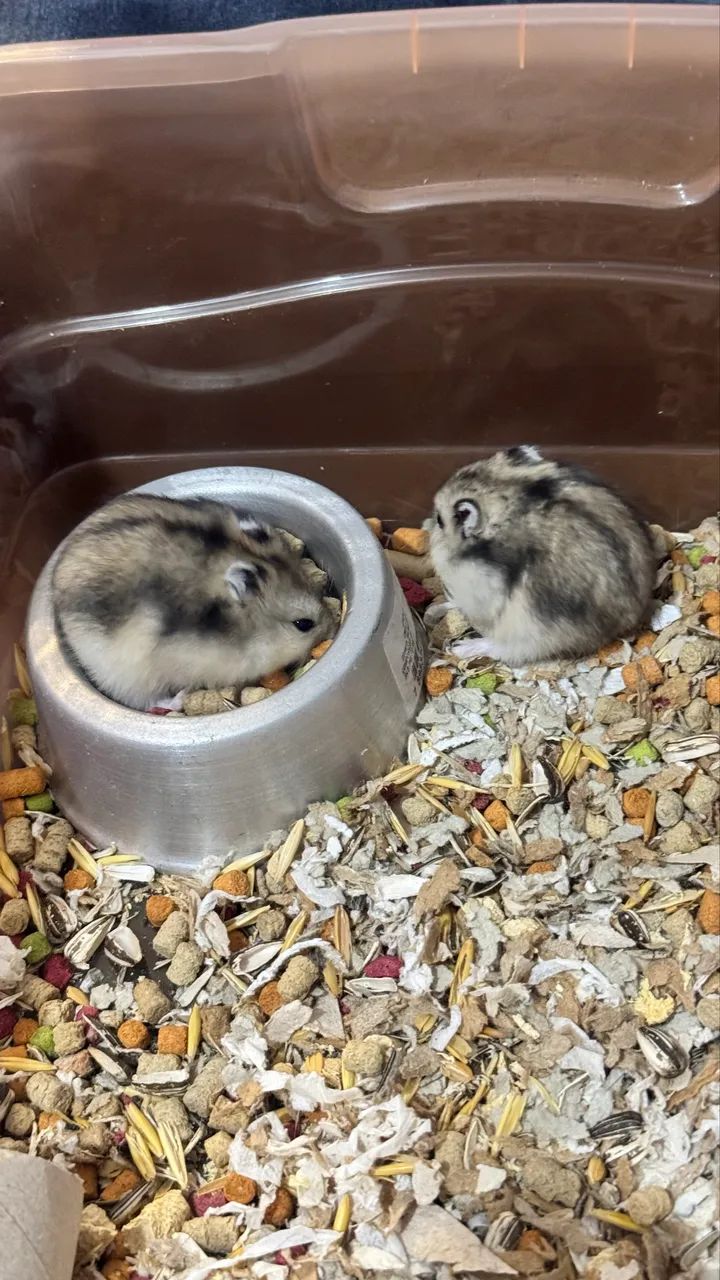 Hamster anão russo - Foto 5