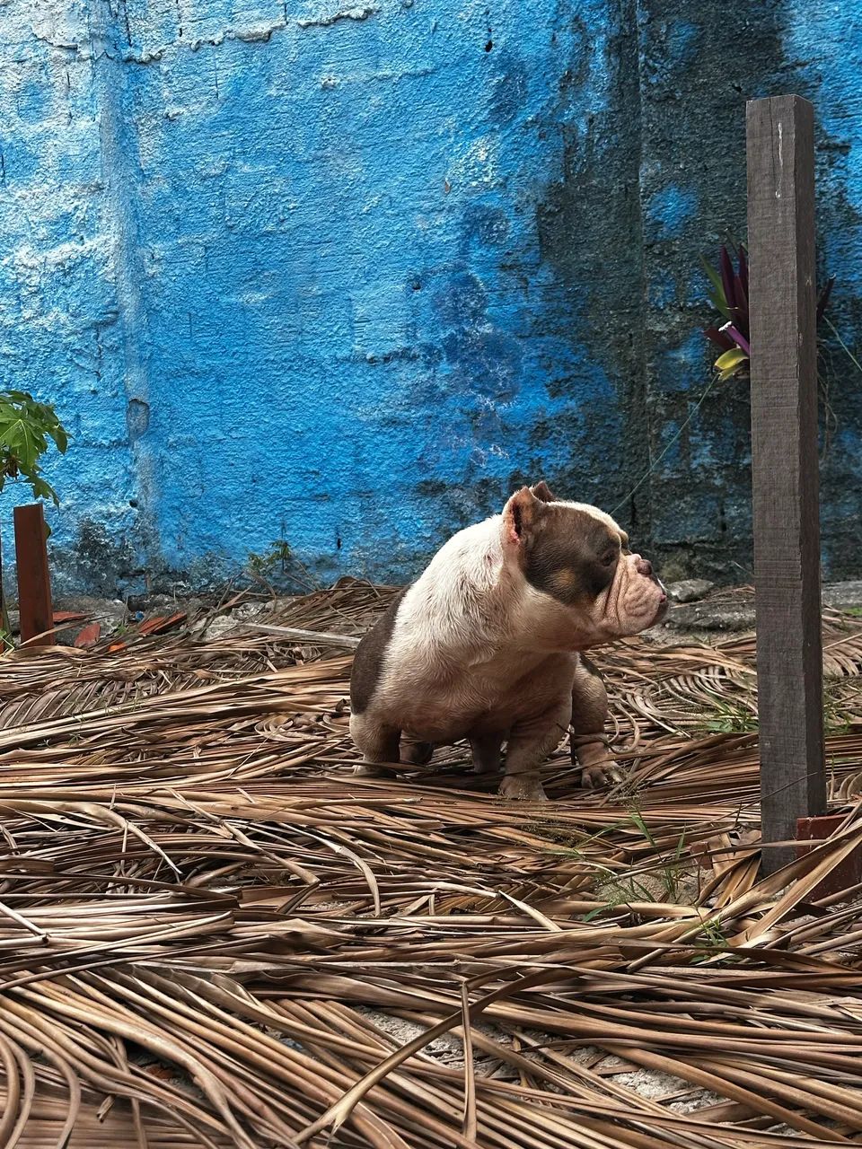 American bully micro  - Foto 2