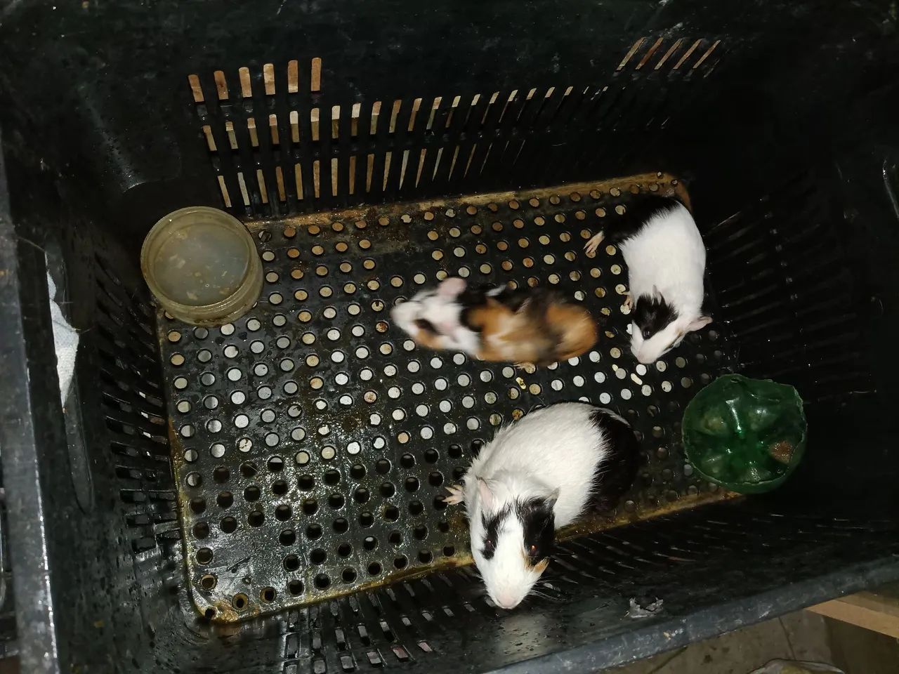 Animais 